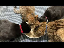 ギャラリービューア【小パック130-150g】季節のお魚スティック(レトルト常温) #JJJIに読み込んでビデオを見る