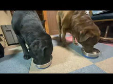 ギャラリービューアお魚ごはんが食べてたくて、飼い主さんの待てを守れない大型犬2匹です。に読み込んでビデオを見る