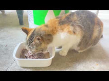 ギャラリービューア【二木島】なんでも漁村体験プラン(1泊食事付き・ペット宿泊OK)に読み込んでビデオを見る