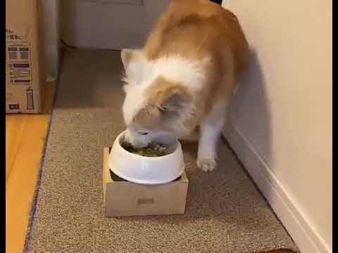 【小小パック65-80g】季節のお魚ミンチ(レトルト常温） 目なし #9U7L