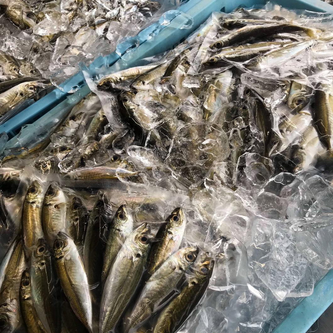 【小パック130-150g】季節の小魚『真空』フローズン - 熊野灘でとれた猫ごはん