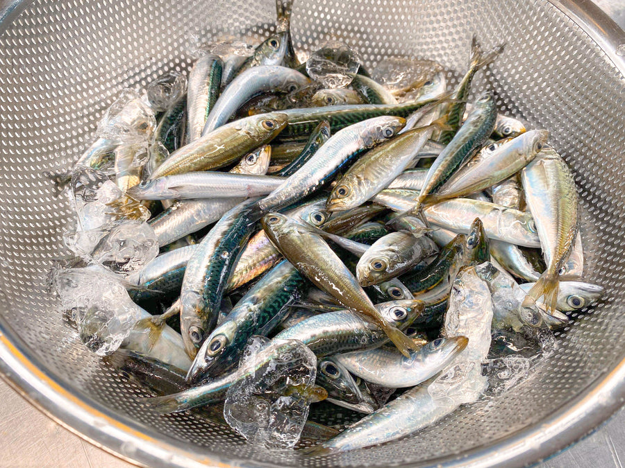 【中パック500g】季節の小魚フローズン - 熊野灘でとれた猫ごはん